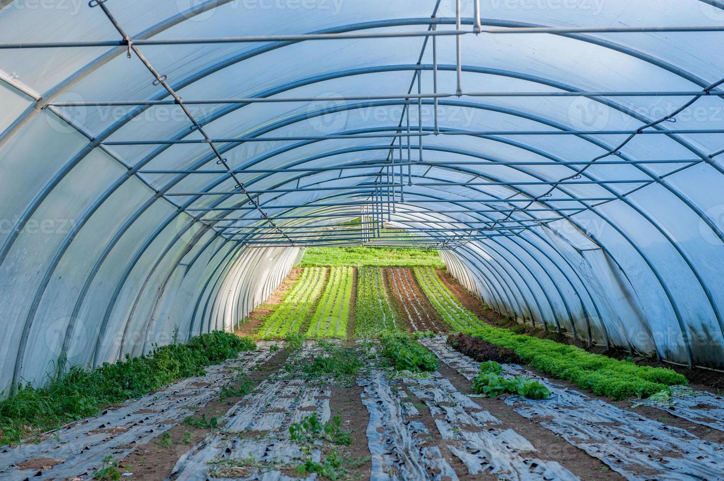 Organic cultivation of vegetables in greenhouses photo