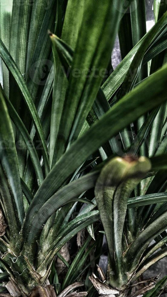 efecto fotográfico dramático, hojas largas de pandanus ammaryllifolius. foto