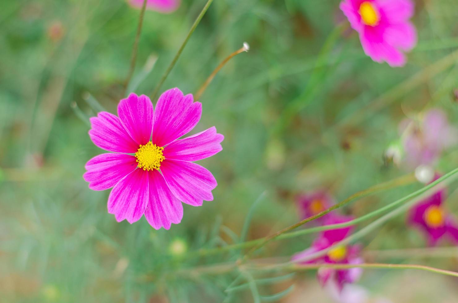 Pink cosmos flower blooming in the field. photo