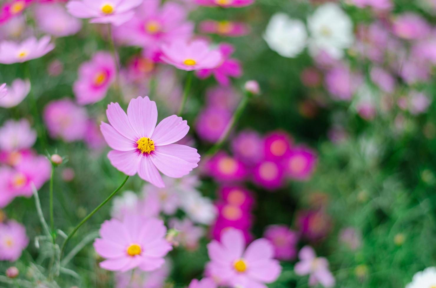 Pink cosmos flowers blooming in the garden. photo