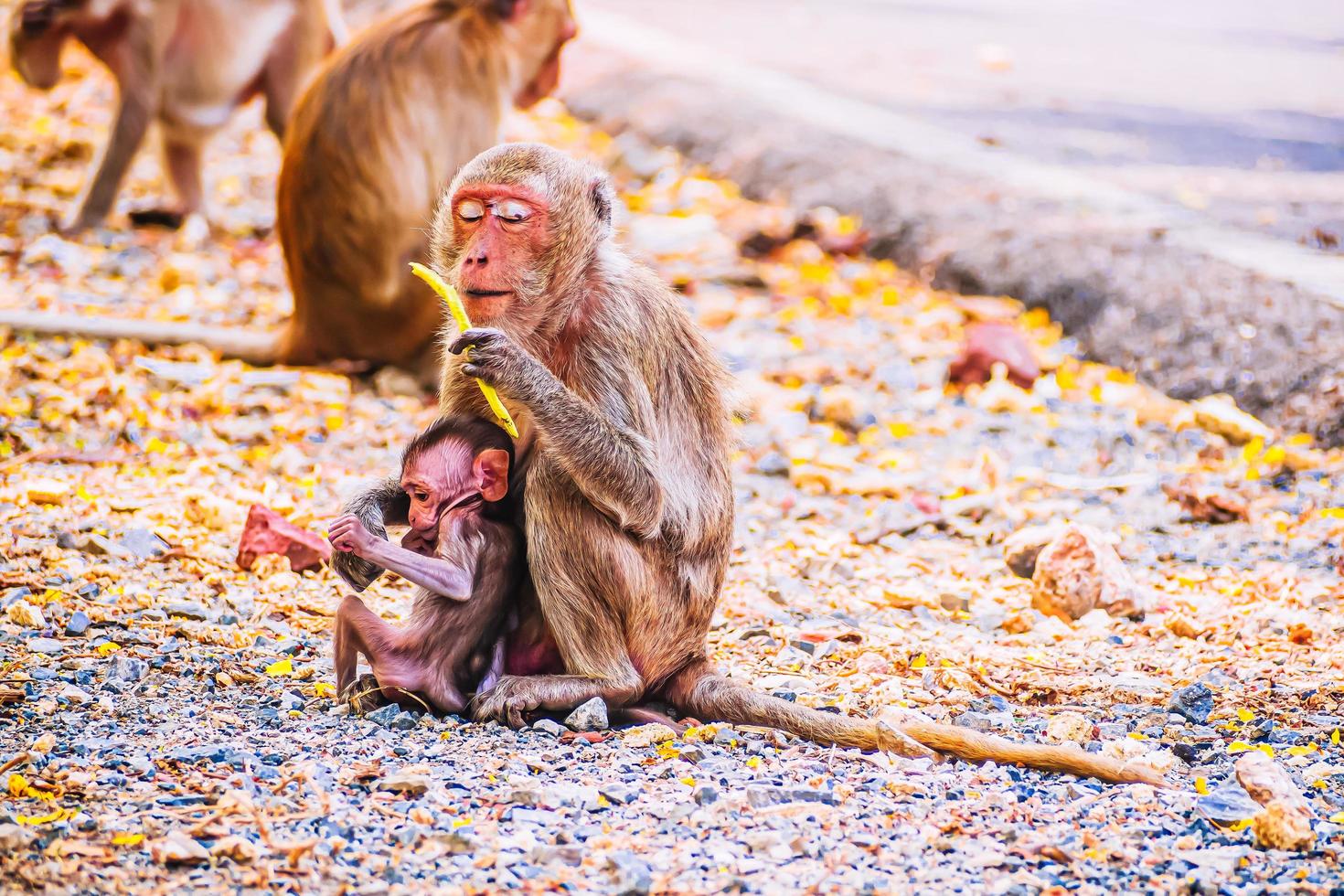 familia de monos y madre y bebé animales salvajes en la naturaleza foto