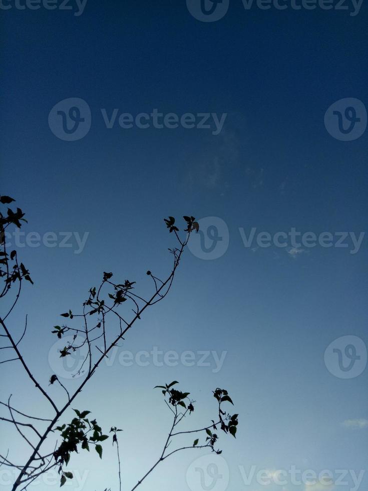 Silhouette of a tree branch on sky background photo