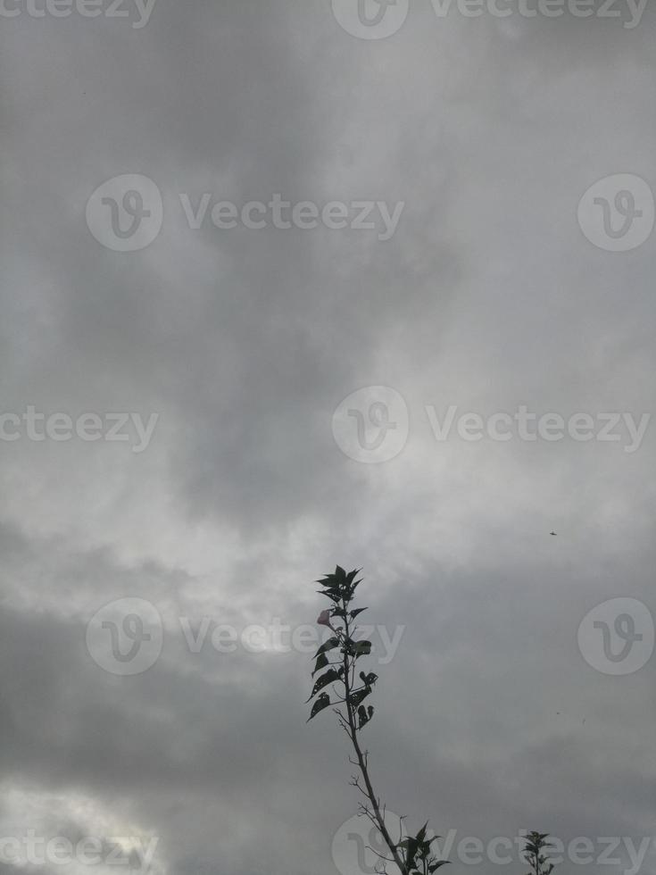 Silhouette of a tree branch on sky background photo