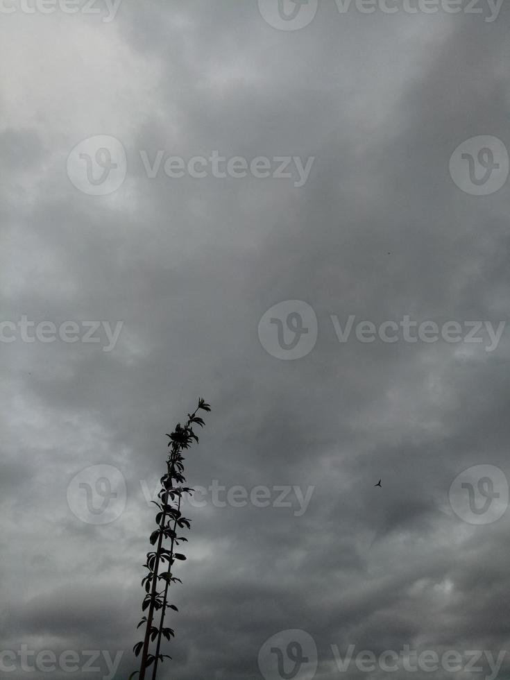 Silhouette of a tree branch on sky background photo