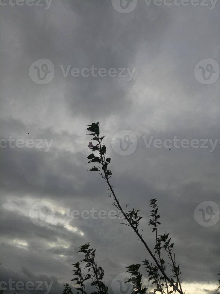 Silhouette of a tree branch on sky background photo