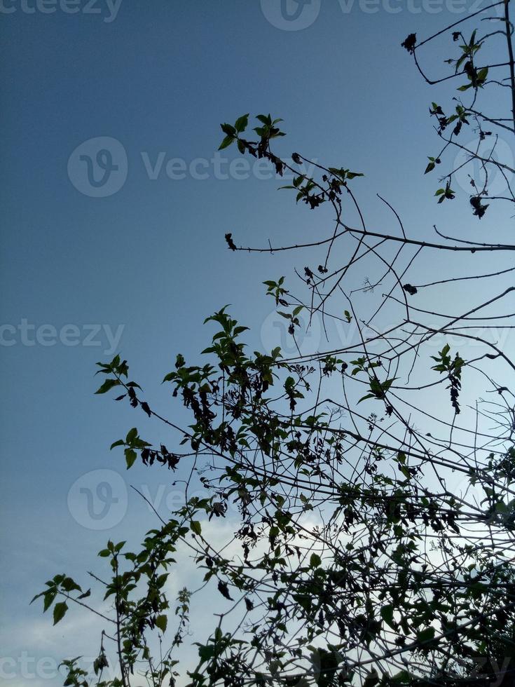 silueta de una rama de árbol en el fondo del cielo foto