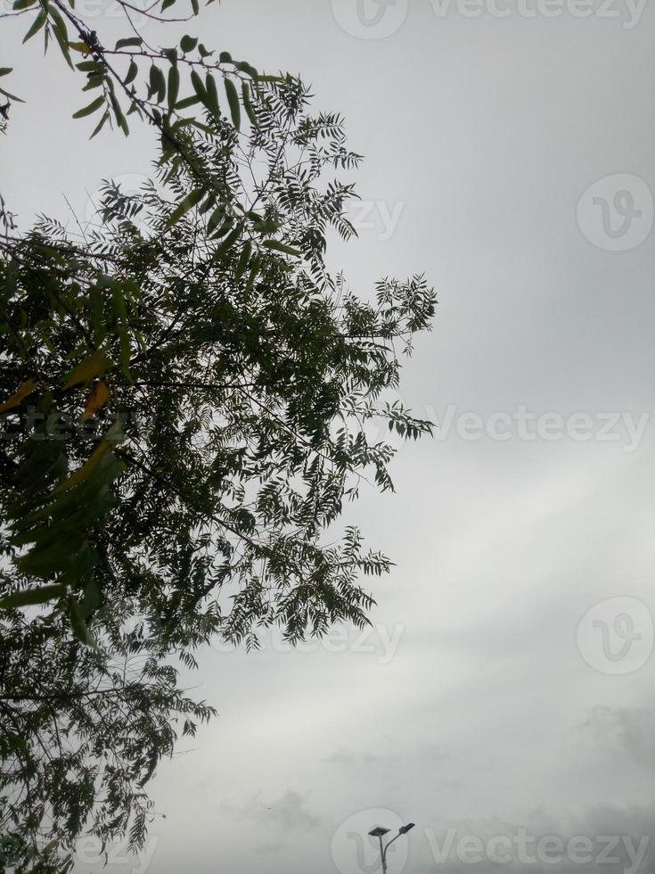 Silhouette of a tree branch on sky background photo