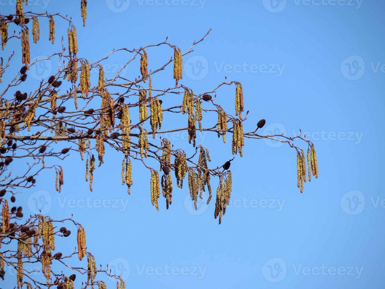 Catkins and cones on hazel tree branches photo