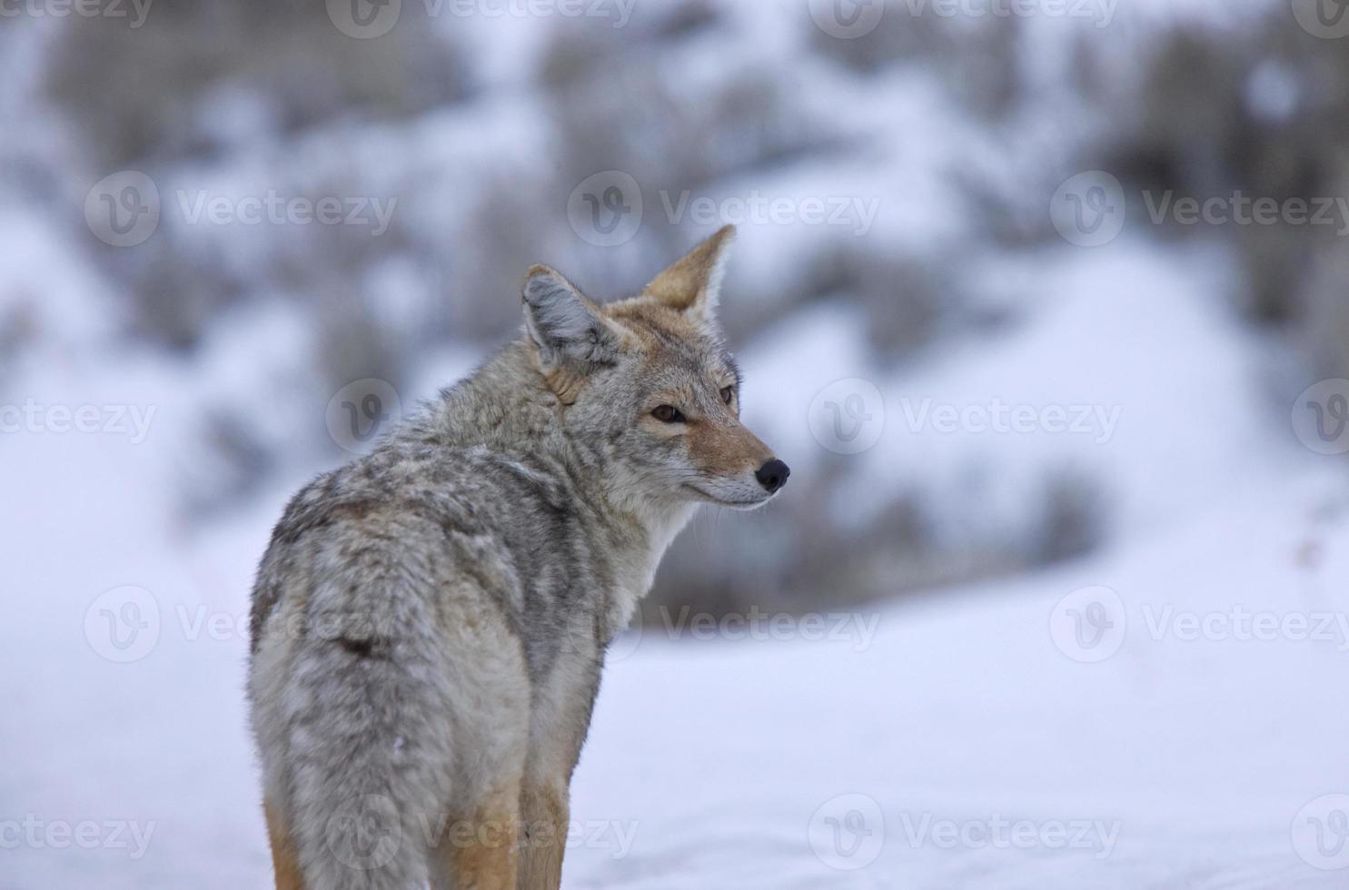 parque de yellowstone wyoming invierno snow coyote foto