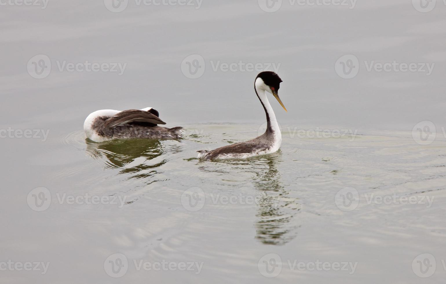 Western Grebe on Lake photo