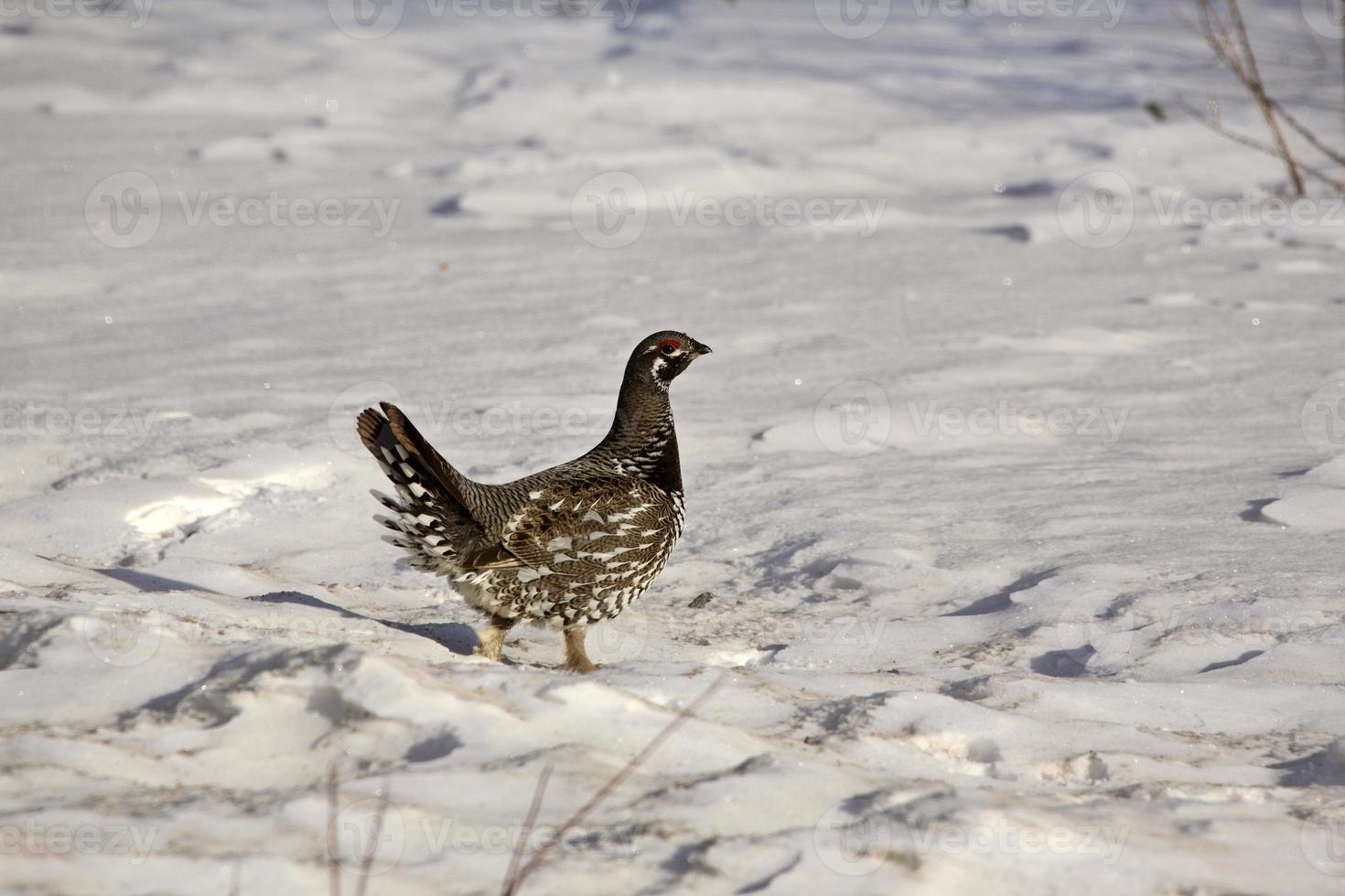 Urogallo en invierno foto