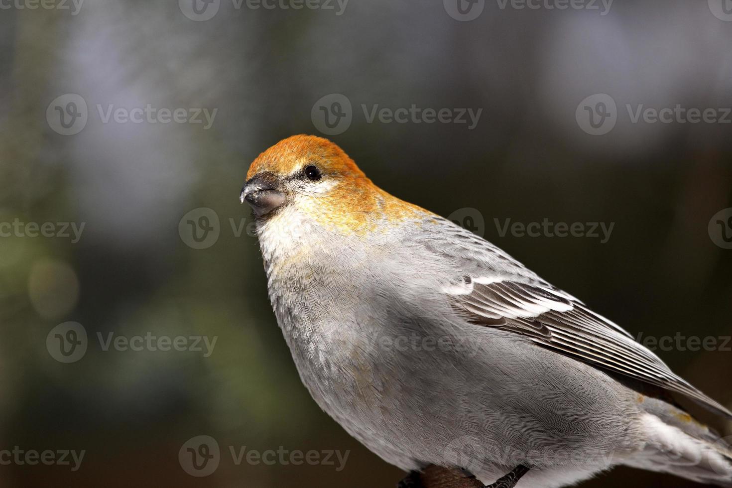 White-winged Crossbill in winter photo