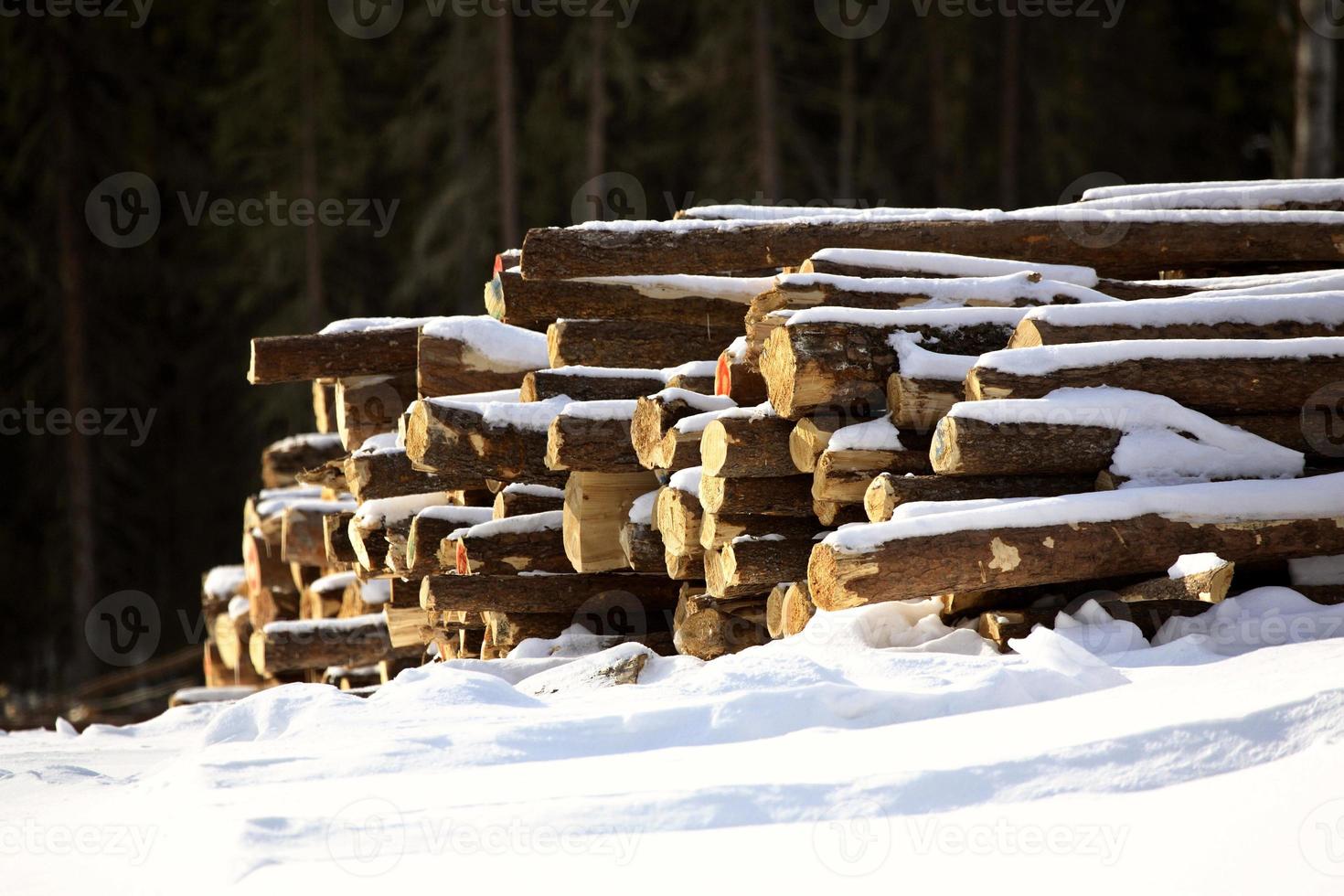 Snow covered logs in Saskatchewan photo