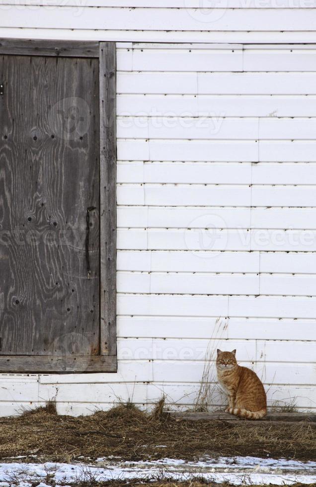 gato jengibre al lado del edificio de la granja foto