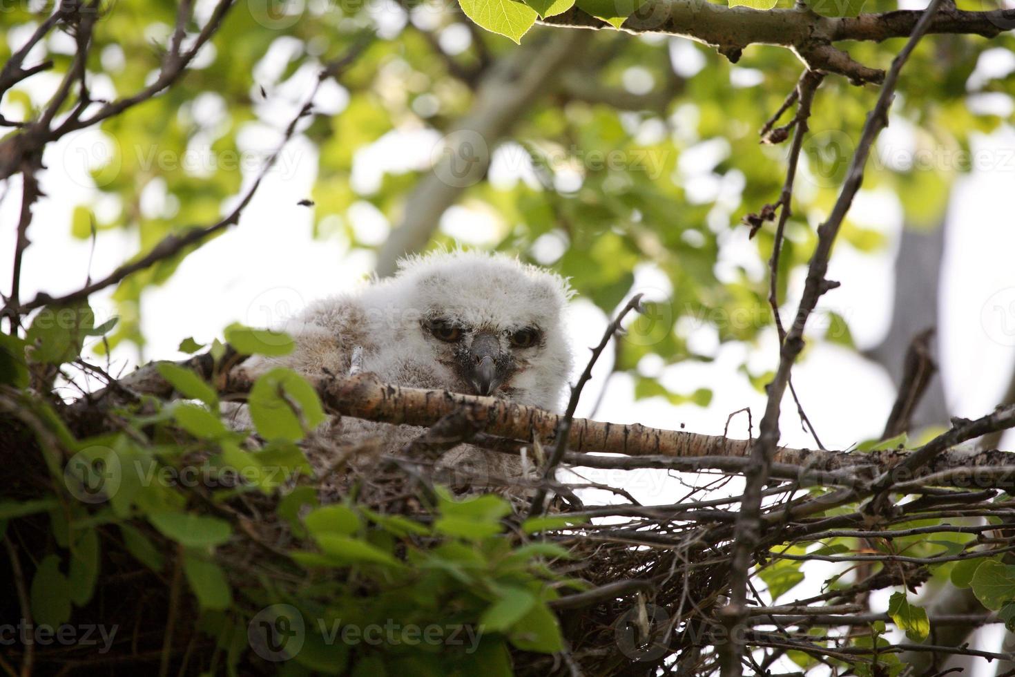 Young owlet in nest in Saskatchewan Canada photo