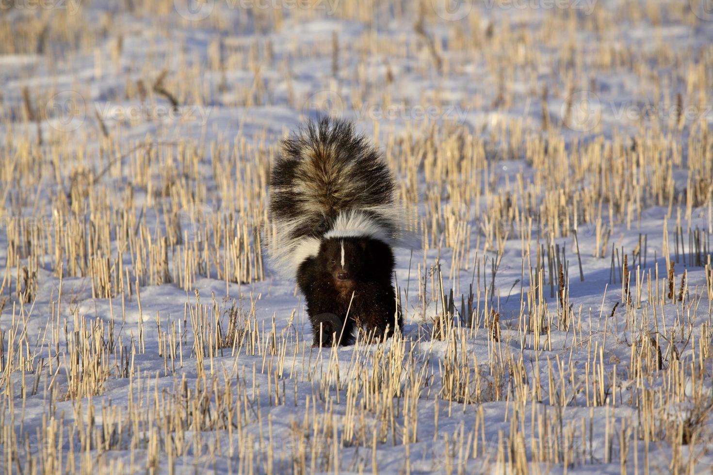 Skunk in snow covered field photo