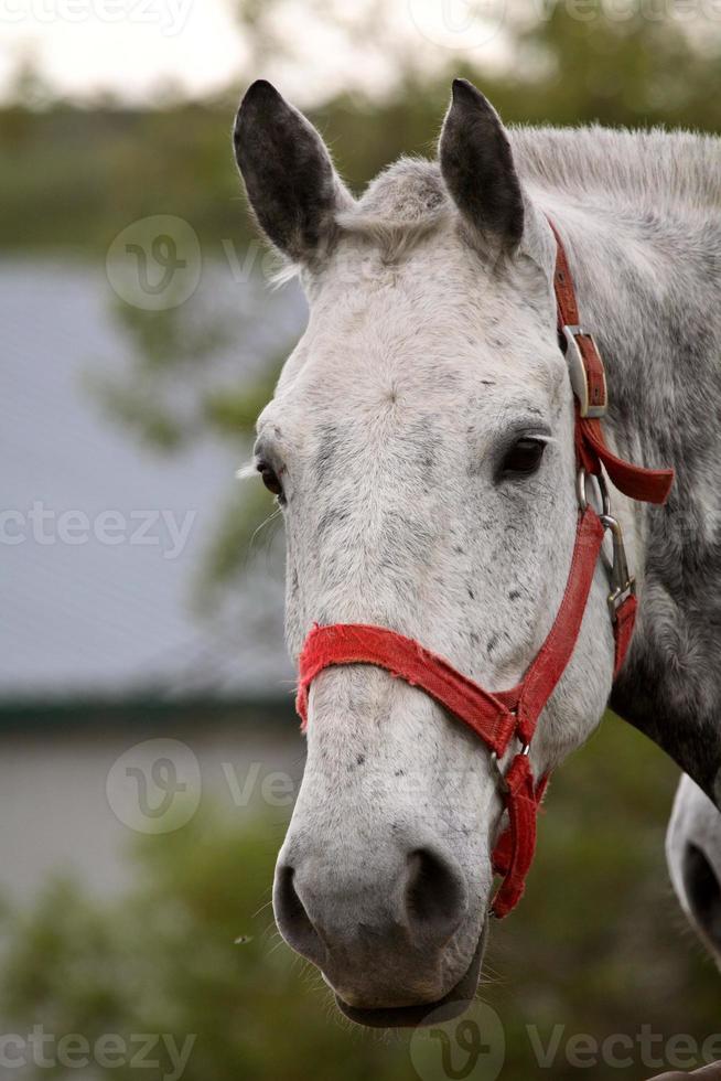 caballo gris mirando por encima de la valla en saskatchewan foto