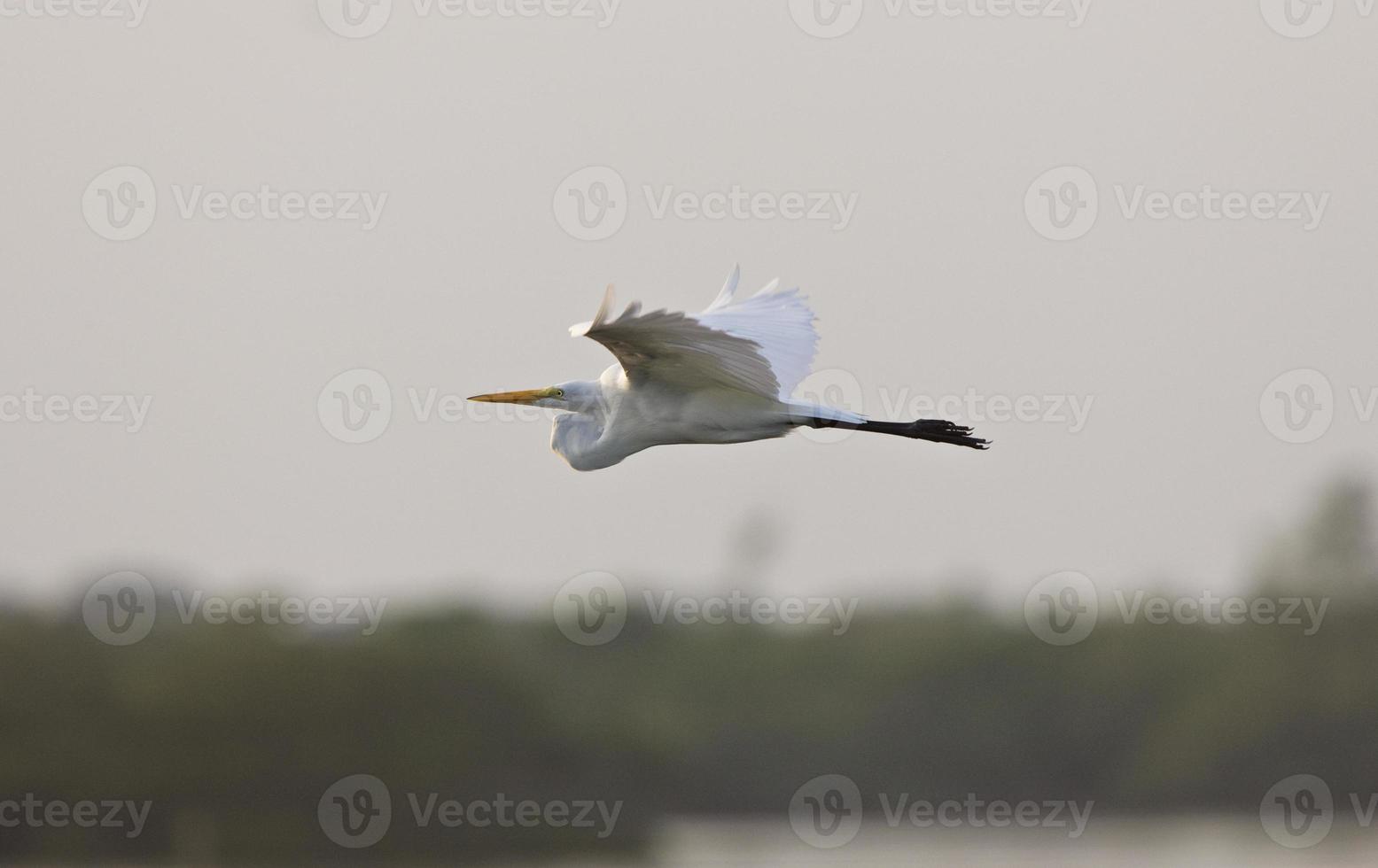 gran garceta blanca volando sobre las aguas de florida foto