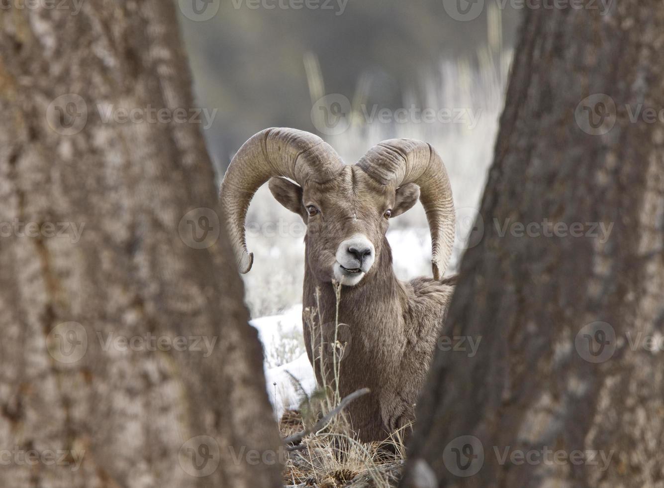 Yellowstone Park Wyoming Winter Snow Big Horn Sheep photo