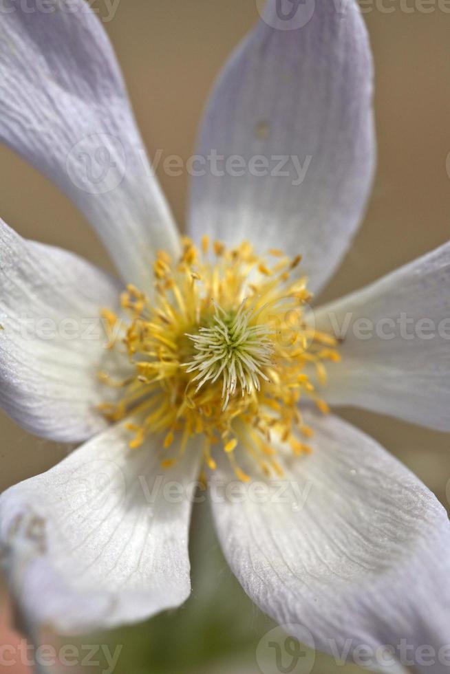Close up of a Prairie Crocus photo