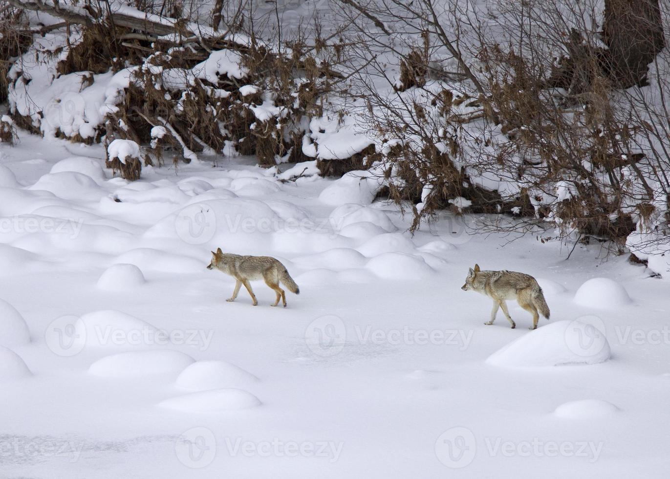 Yellowstone Park Wyoming Winter Snow coyote photo