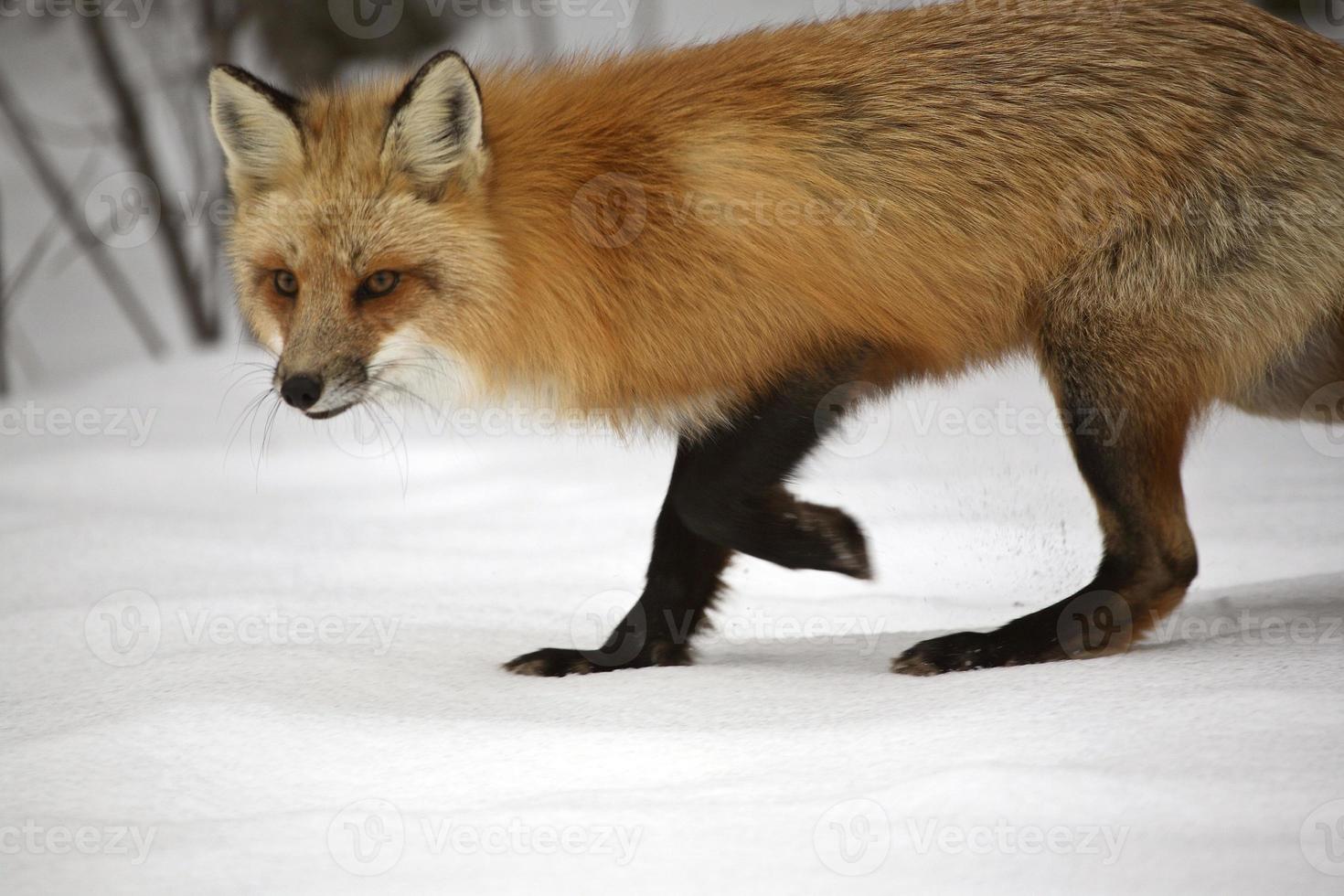 zorro rojo en invierno foto