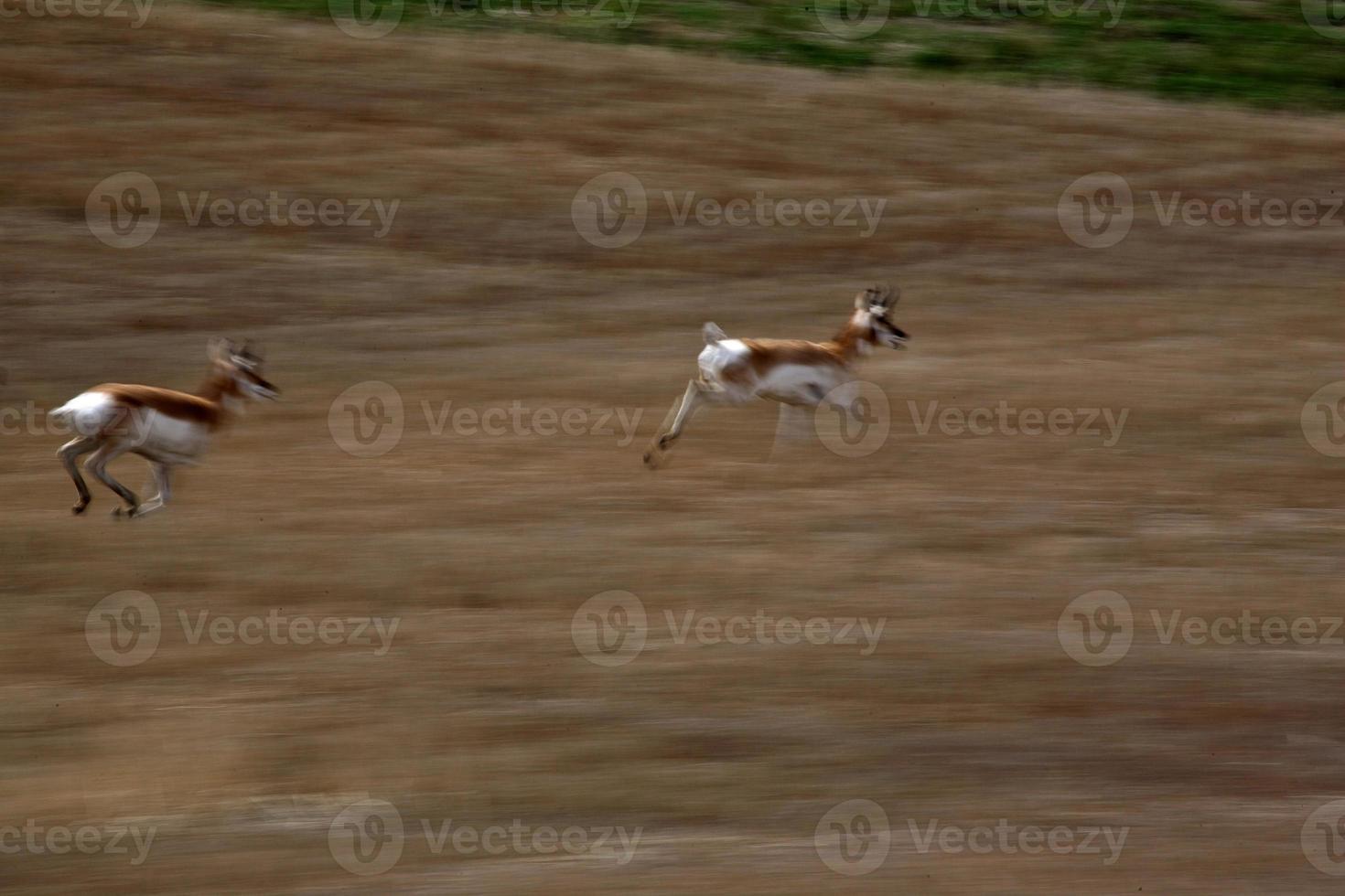 Pronghorn Antelopes running in a field in Saskatchewan photo