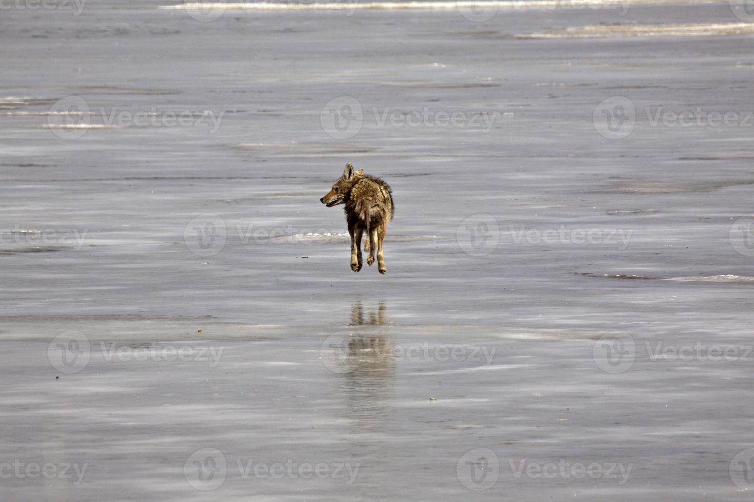 coyote con cola andrajosa corriendo sobre el hielo del lago foto