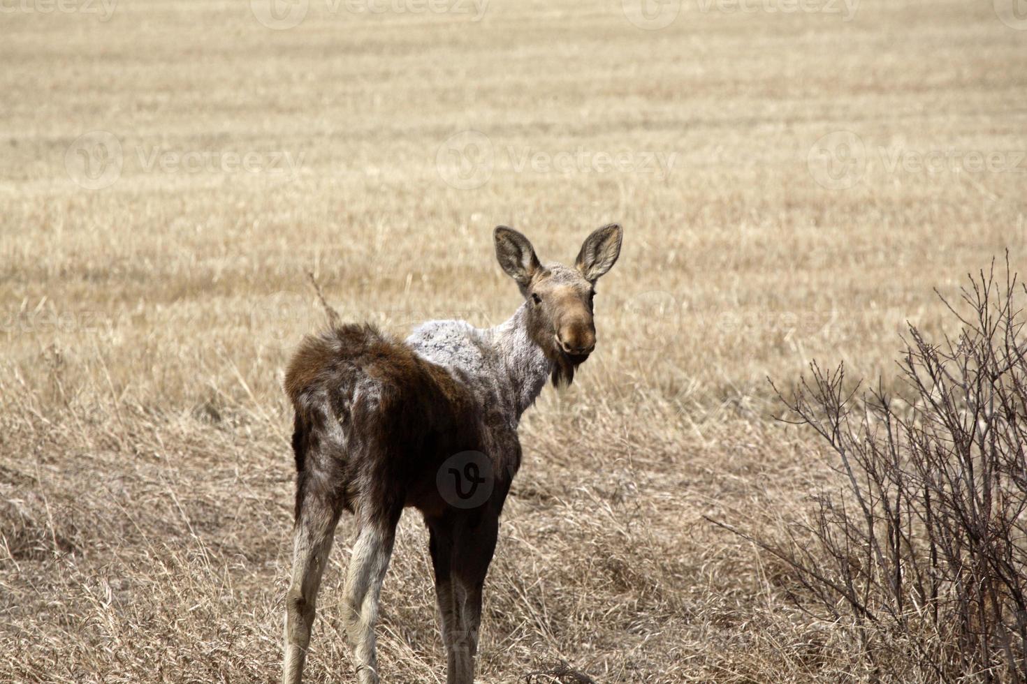 Moose calf in early spring photo