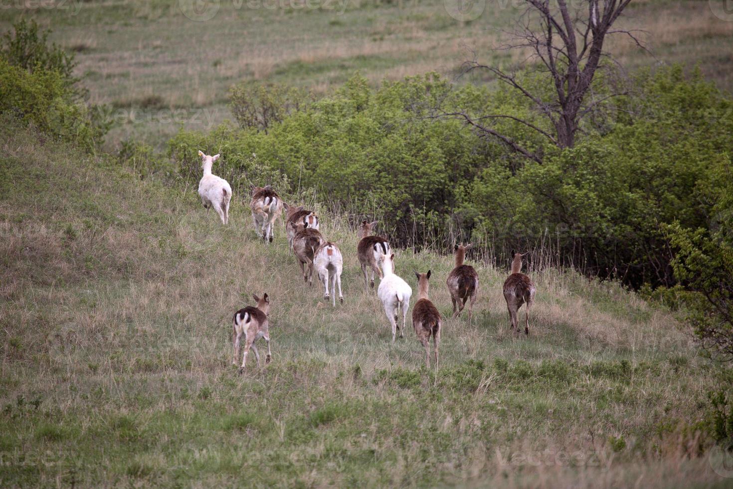 small herd of Fallow Deer in Saskatchewan photo