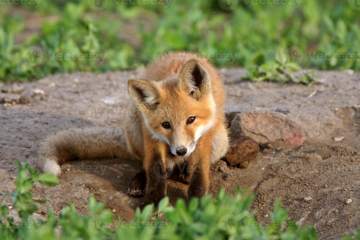 Red Fox pup in Saskatchewan photo