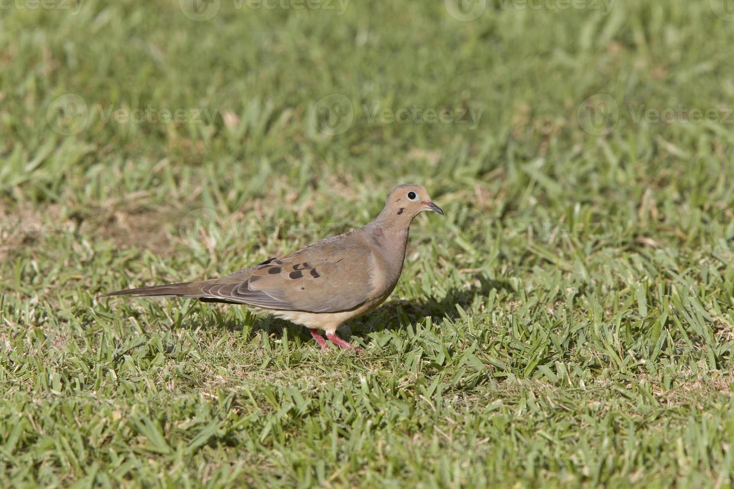 Collared Dove on ground photo