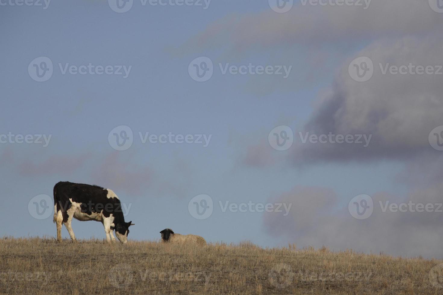 Cow grazing sheep resting on rise photo