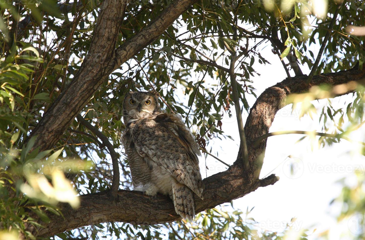 Owl in Saskatchewan tree photo