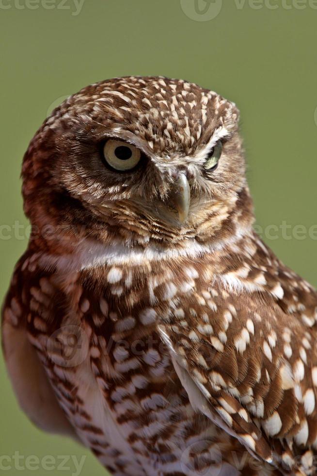 Burrowing Owl looking away photo