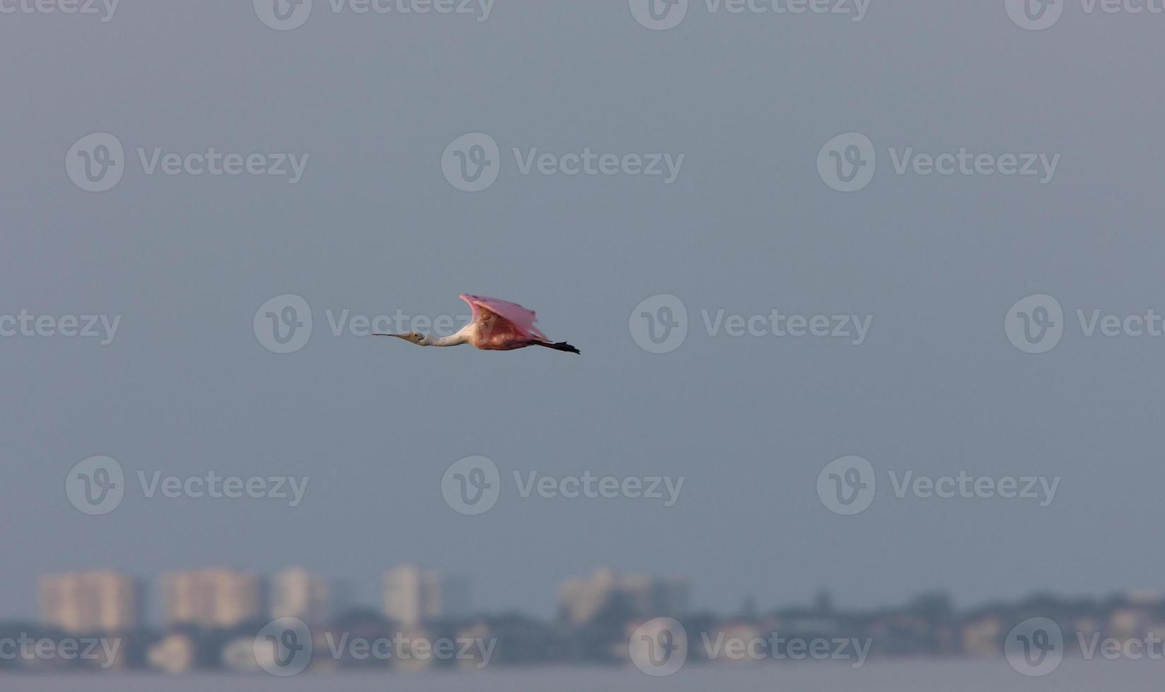 espátula roseta volando sobre las aguas de florida foto