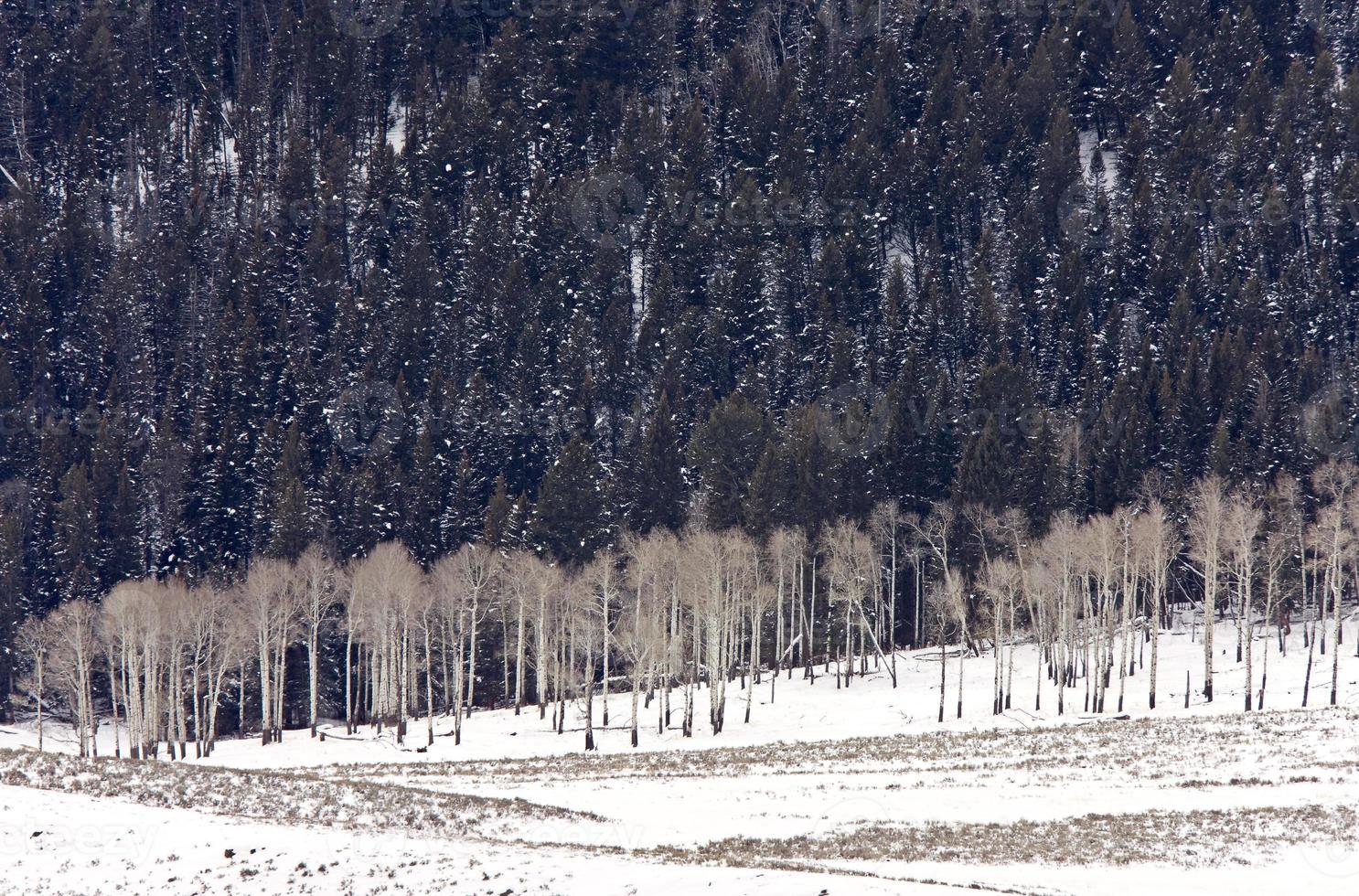 Yellowstone Park Wyoming Winter Snow photo