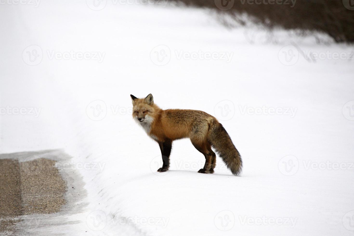 Red Fox in winter photo