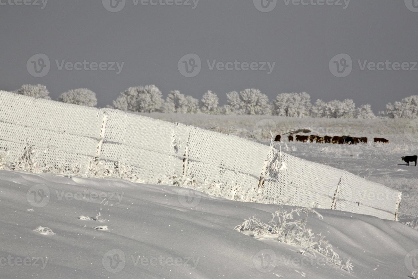 A Frosty Country Day photo