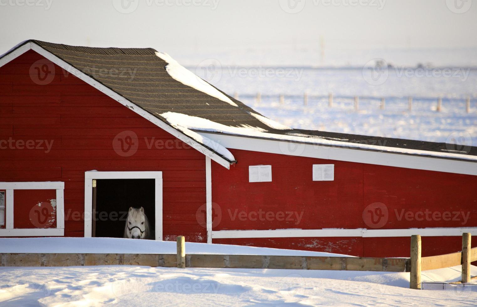 White horse looking out of stable in winter photo