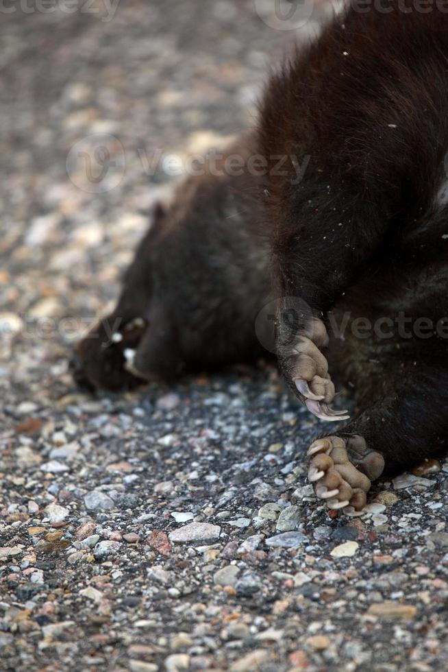 Road kill along Saskatchewan country road photo