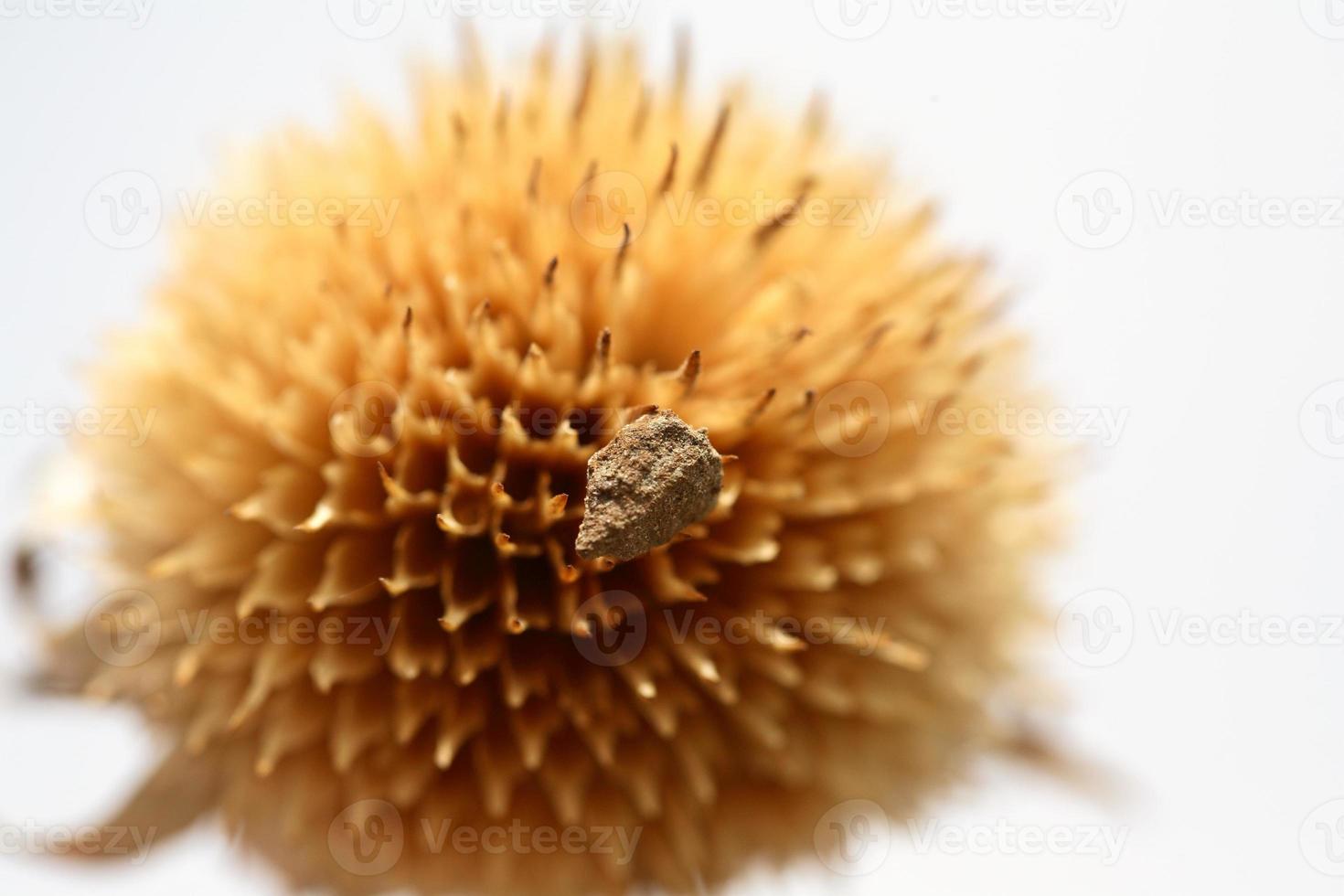 flor de cardo de toro muerto en saskatchewan foto