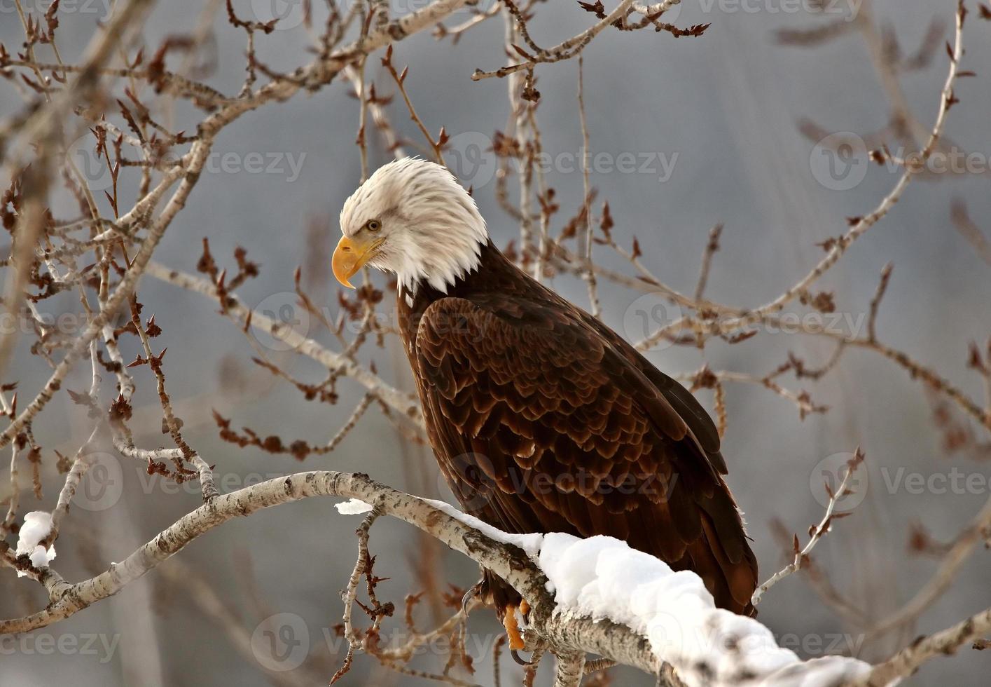 Bald Eagle perched in tree photo