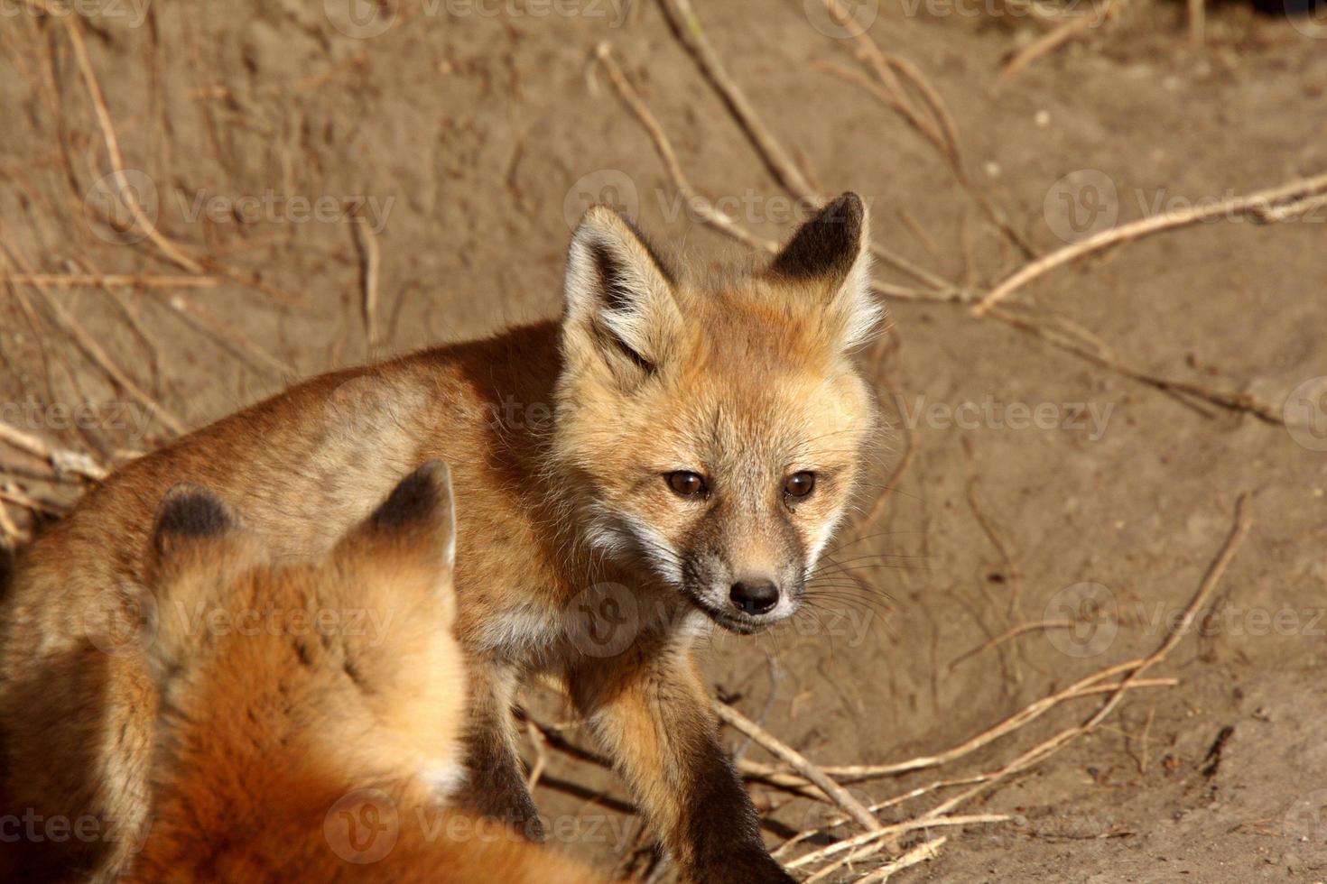 Red Fox pups outside their den photo