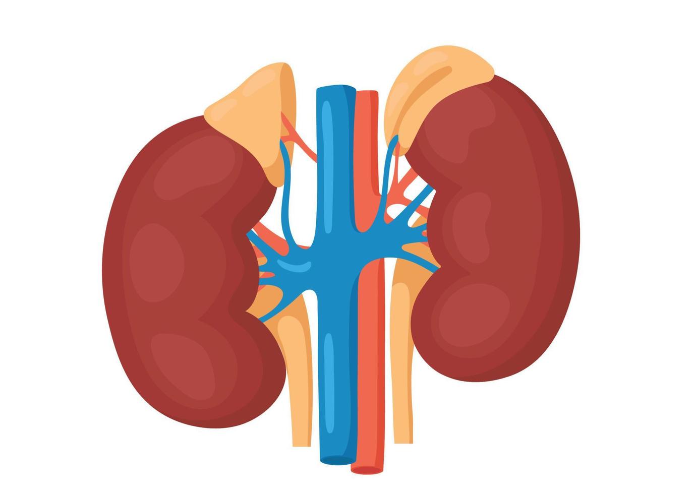 Detailed view of the kidneys and adrenal gland. anatomical and medical vector