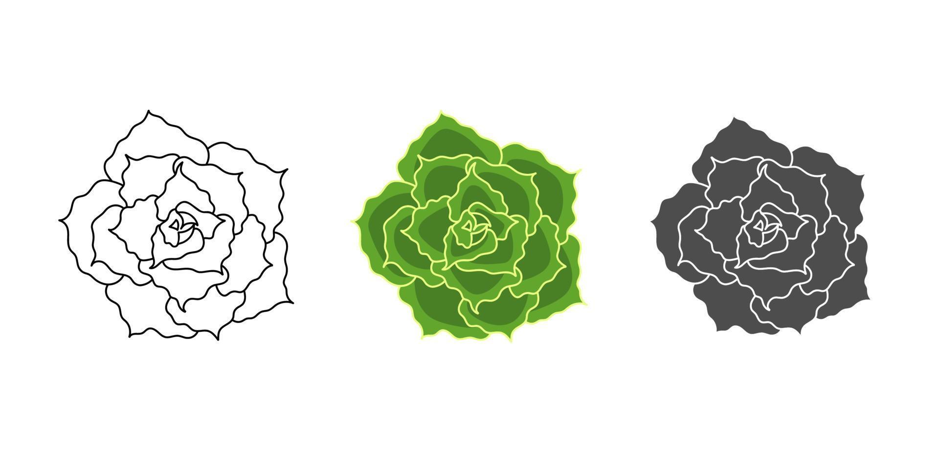 Set succulent echeveria shaviana - color green, doodle, simple. Collection isolated element on white background. vector