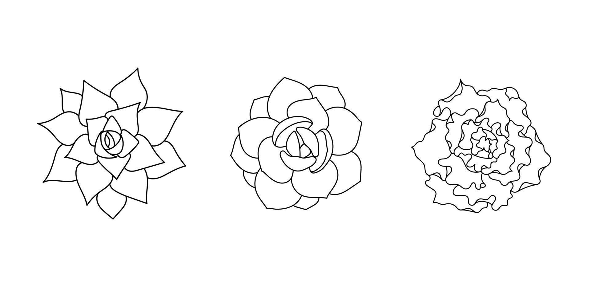 Succulent echeveria set - shaviana, agavoides, laui. Hand drawn plant in doodle style. Graphic sketch home flower. Vector illustration, isolated black element on a white background