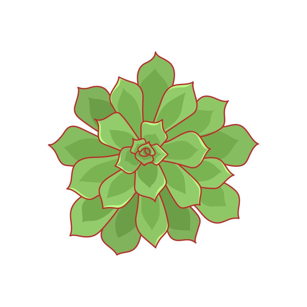Hand drawn cute green succulent in style flat. Graphic sketch home flower Echeveria Pulidonis. Vector illustration, isolated elements on a white background