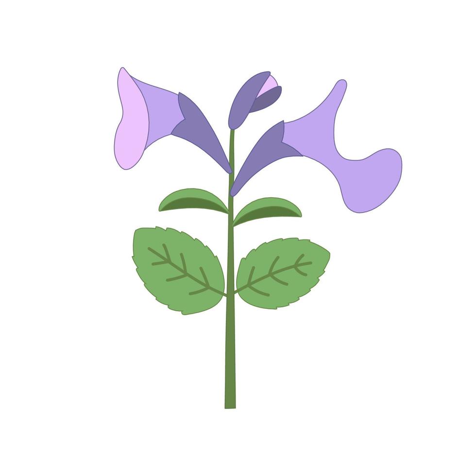 planta nepeta para gato. imagen en color hierba gatera vector