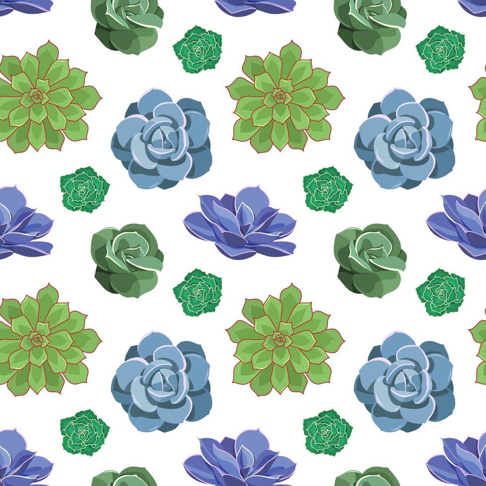 Seamless pattern of colored succulents of Echeveria. Desert flowers in cartoon style for print and design. Floral ornament of indoor plant. Vector illustration, colorful elements on white background.